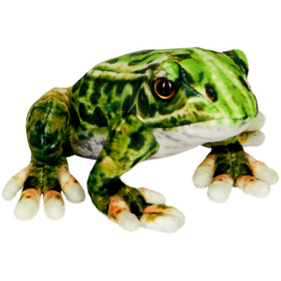 Żaba