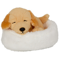 Śpiący pies Isi w koszyku