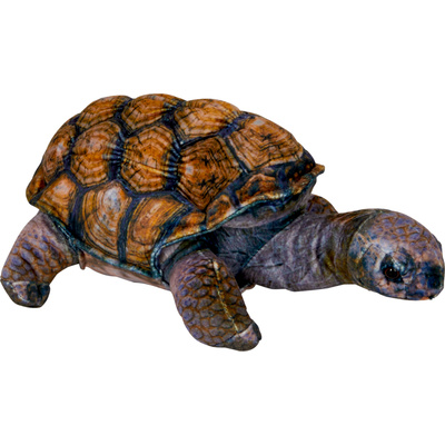 Żółw
