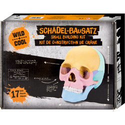 Zestaw do budowy czaszki